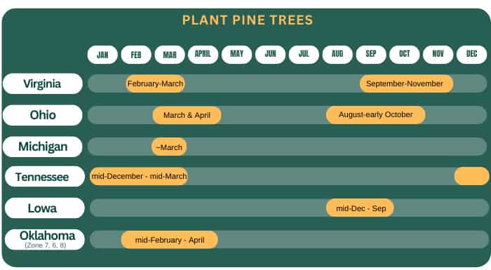 planting-pine-trees-in-different-states