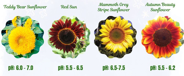 sunflower-varieties-to-plant-in-zone-7