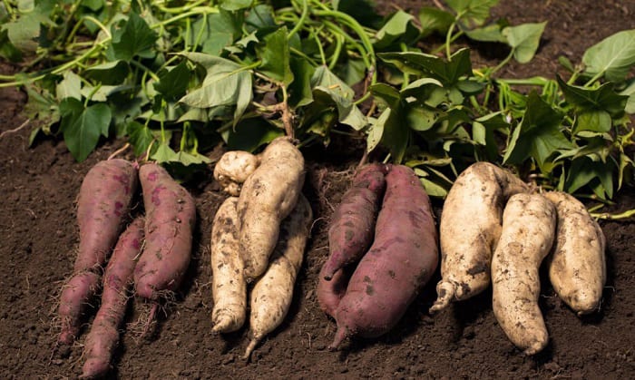 sweet-potatoes-varieties-to-plant-in-virginia
