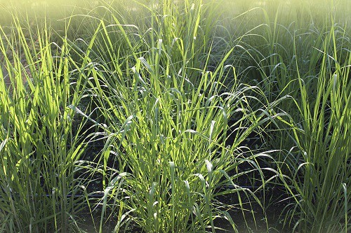 switchgrass-seeding-rate