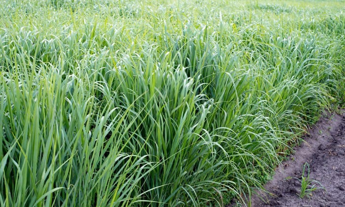 switchgrass-varieties
