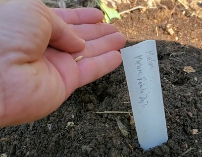 transplanting-zucchini-seedlings