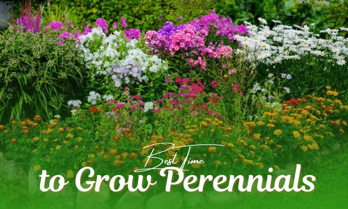 when is the best time to plant perennials