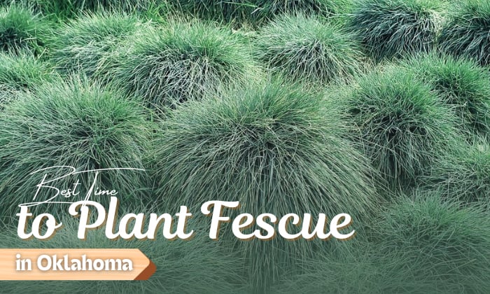 when to plant fescue in oklahoma
