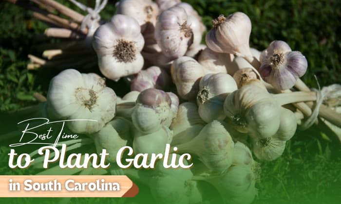 when to plant garlic in south carolina
