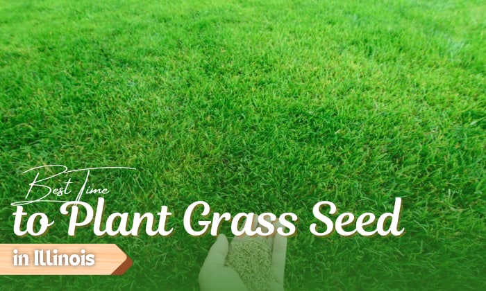 when to plant grass seed in illinois
