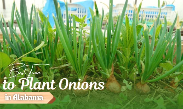 when to plant onions in alabama