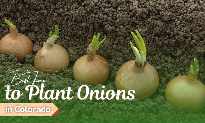 when to plant onions in colorado