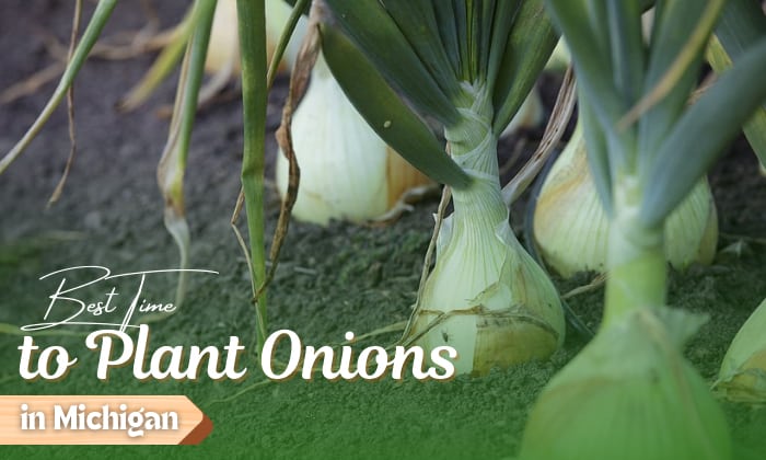 when to plant onions in michigan