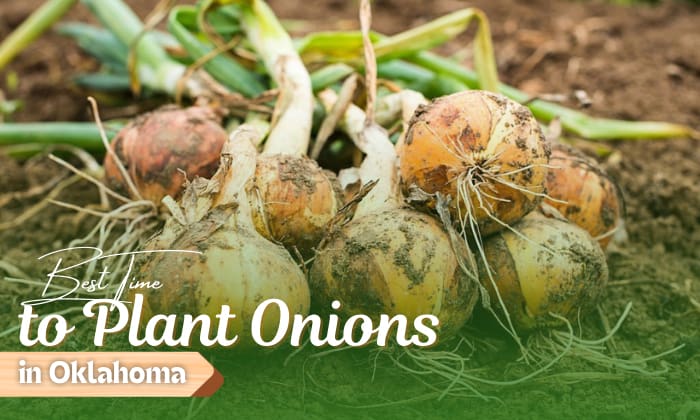 when to plant onions in oklahoma
