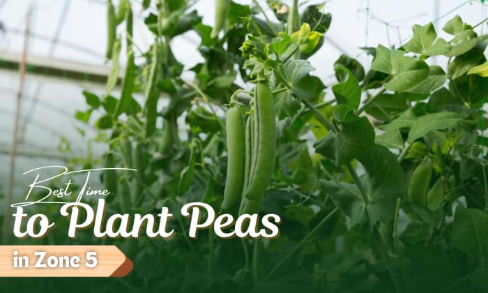when to plant peas in zone 5