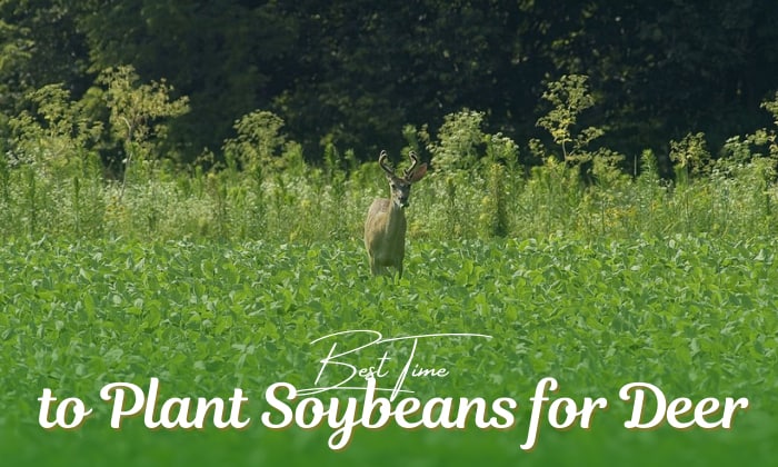 when to plant soybeans for deer