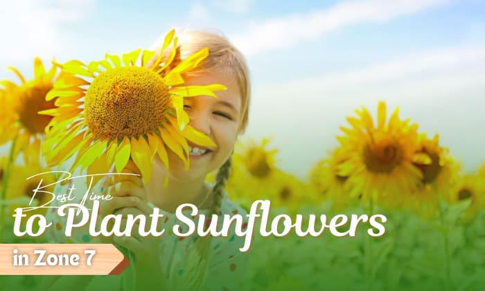 when to plant sunflowers in zone 7