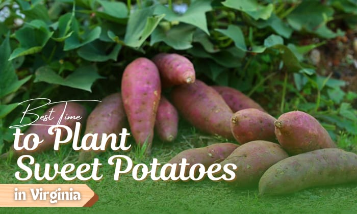 when to plant sweet potatoes in virginia