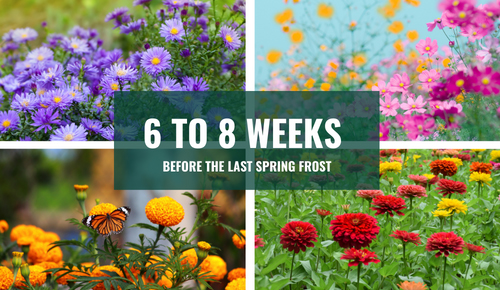 Best-Time-to-Plant-Annuals-in-Ohio