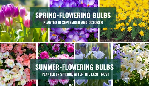 Best-Time-to-Plant-Bulbs-in-Ohio