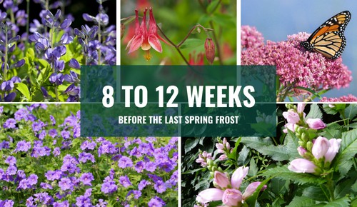 Best-Time-to-Plant-Perennials-in-Ohioss