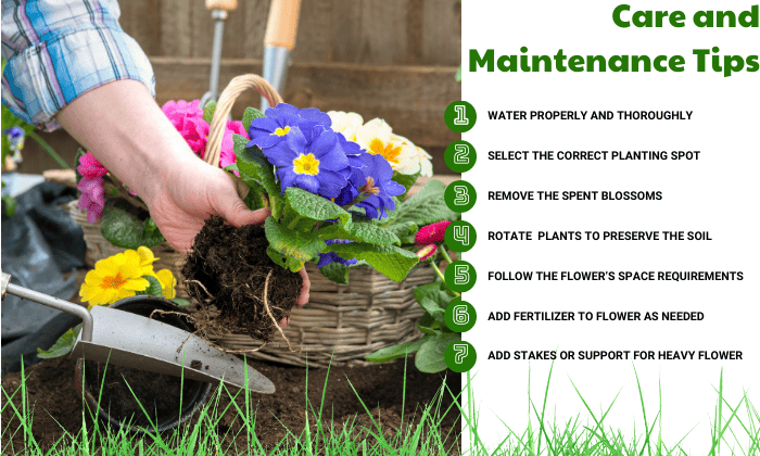 Care-and-Maintenance-Tips-for-plant-flower-in-Ohio