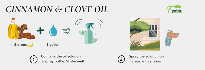 Cinnamon-and-clove-oil-solution