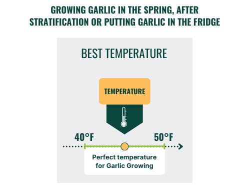 growing-garlic-in-the-spring