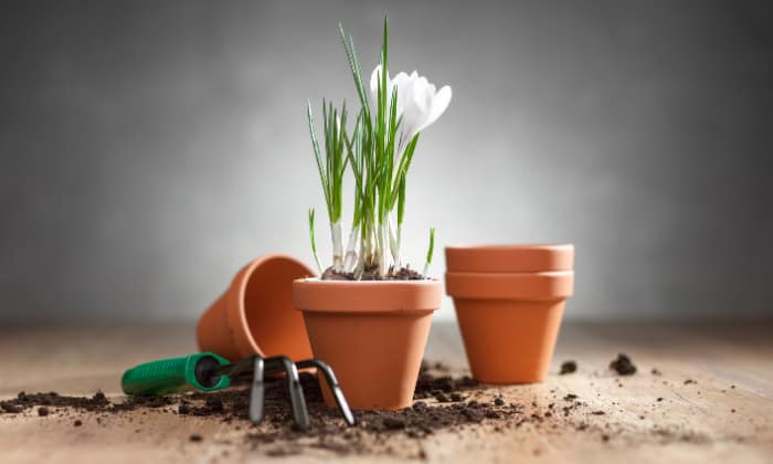 How-to-Plant-and-Grow-Crocus