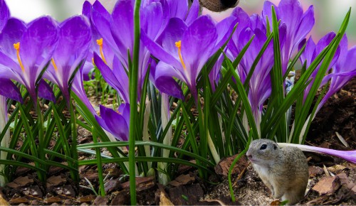 Pest-and-disease-control-for-crocus-bulbs-planting