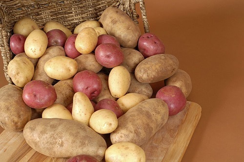 Potato-varieties-that-suit-Iowa's-climate