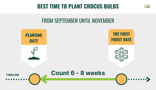 Season and weather to plant crocus bulbs