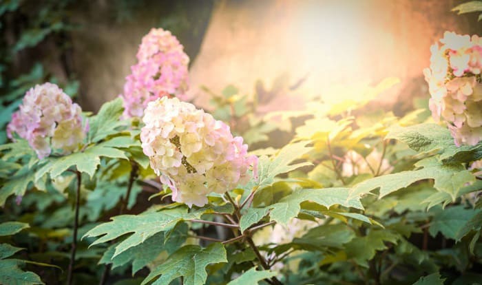 Tips-for-successful-hydrangeas-planting-in-tennessee