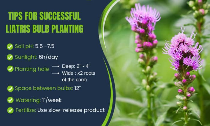 Tips-for-successful-liatris-bulb-planting-(2)