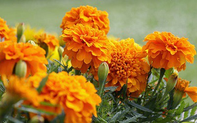 adding-marigold-flowers-near-four-o’clock-flowers