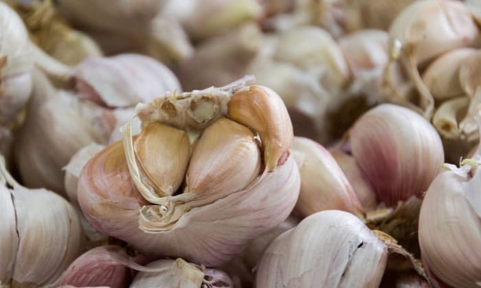 best-garlic-varieties-for-massachusetts-climate
