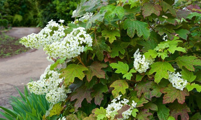 best-hydrangea-varieties-to-plant-in-tennessee