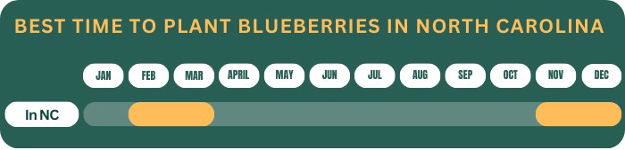 best-time-to-plant-blueberries-in-north-carolina