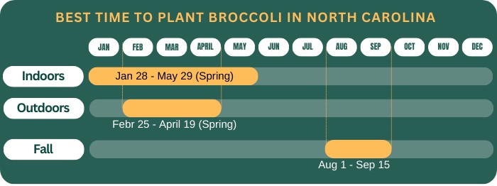 best-time-to-plant-broccoli-in-north-carolina