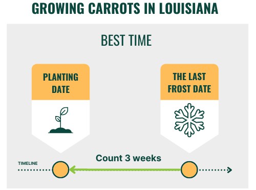 best-time-to-plant-carrots-in-louisiana