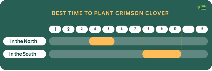 best-time-to-plant-crimson-clover