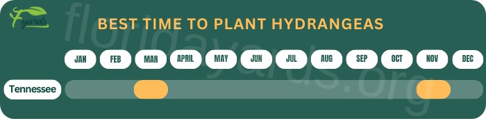 best-time-to-plant-hydrangeas