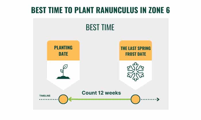 best-time-to-plant-ranunculus-in-zone-6