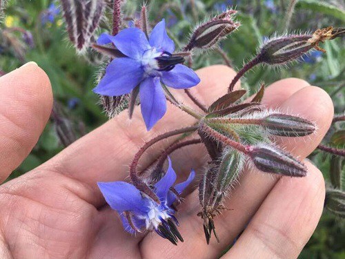 caring-for-borage