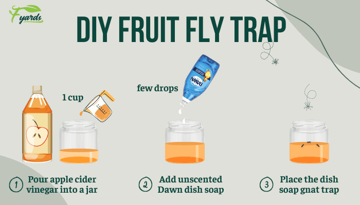 diy-gnats-trap-with-dawn-dish-soap