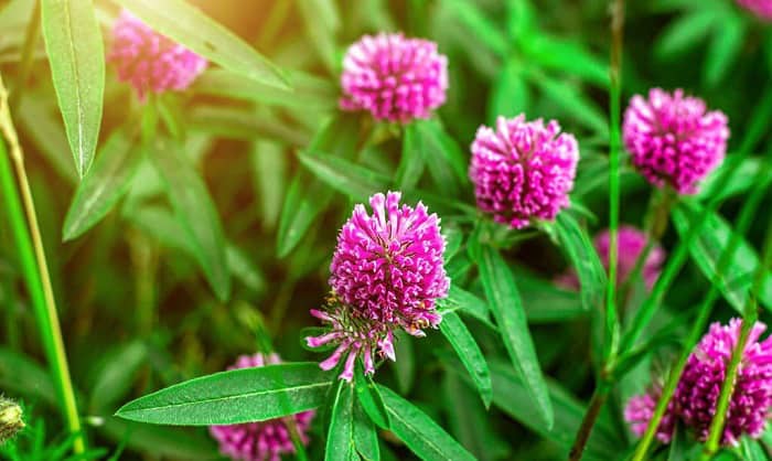 does-crimson-clover-come-back-every-year