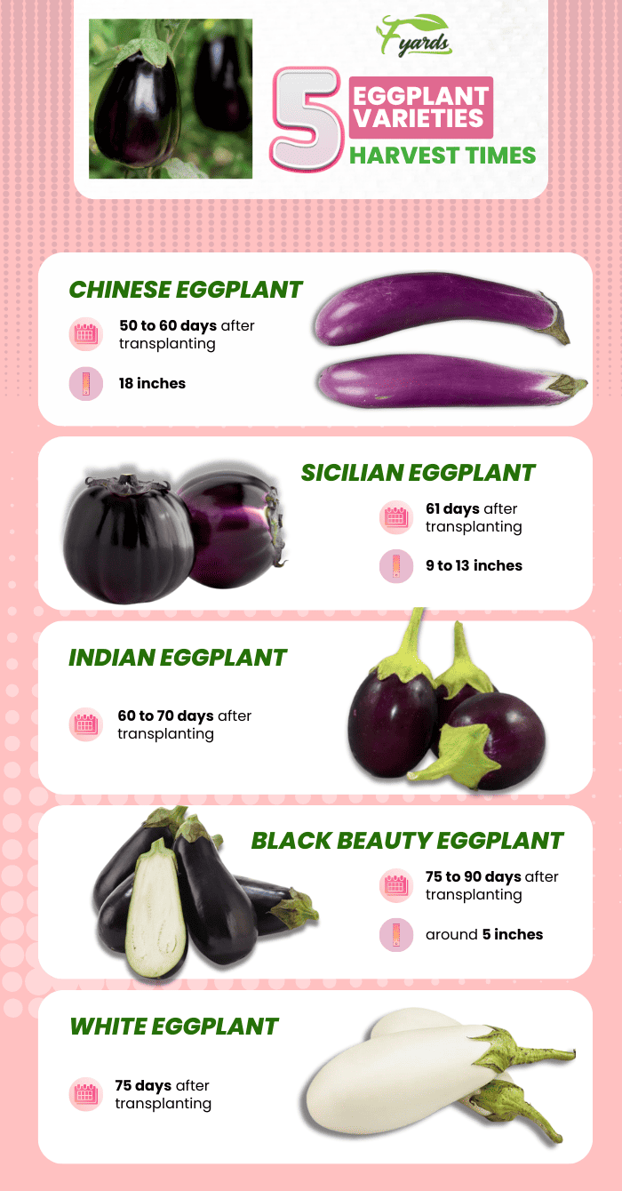 eggplant-varieties-harvest-times