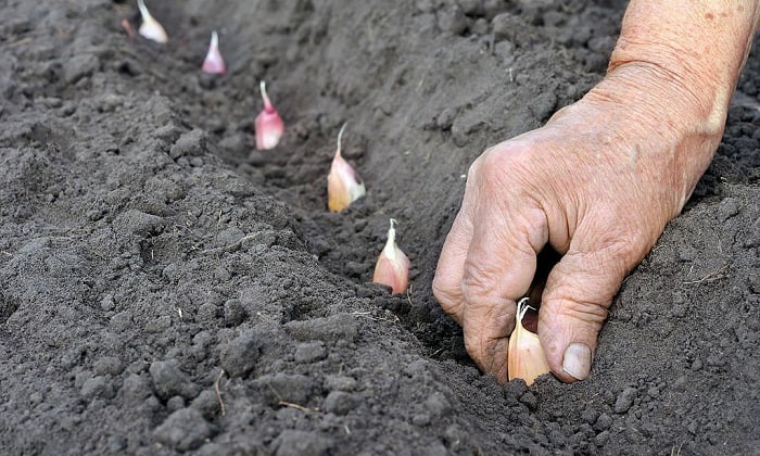 garlic-planting-guide-for-massachusetts