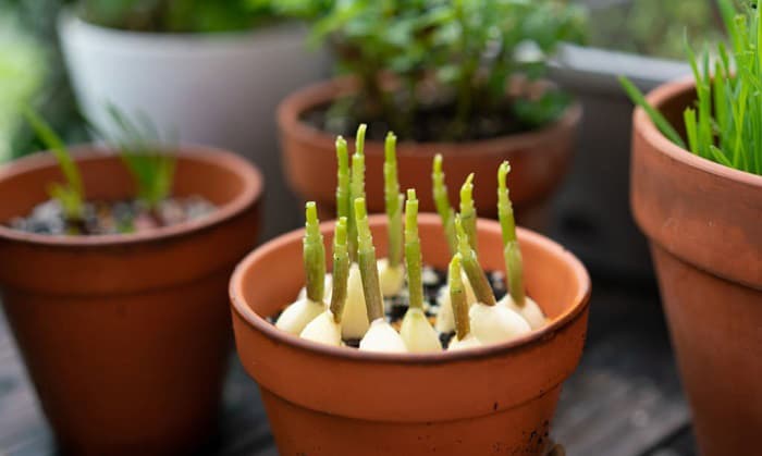 garlic-planting-tips-in-pots