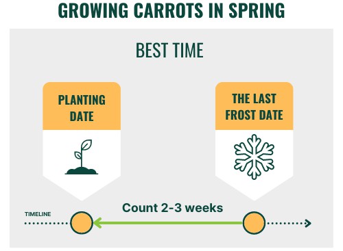 growing-carrots-in-spring-in-north-carolina