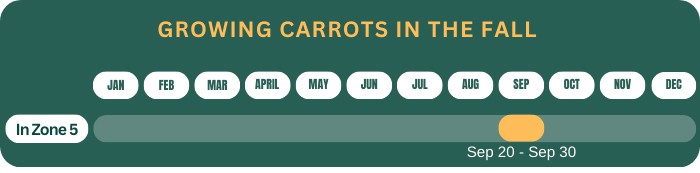growing-carrots-in-the-fall-in-zone-5