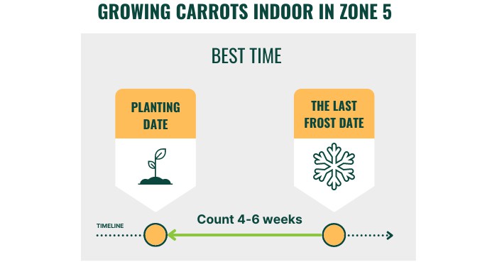 growing-carrots-indoor-in-zone-5