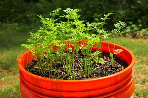growing-carrots-inside-a-container