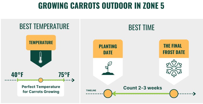 growing-carrots-outdoor-in-zone-5